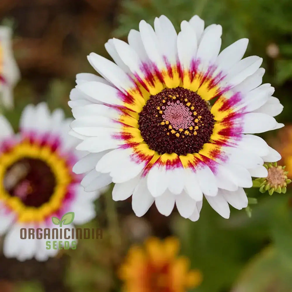 Painted Daisy seeds growing into healthy flowering plants