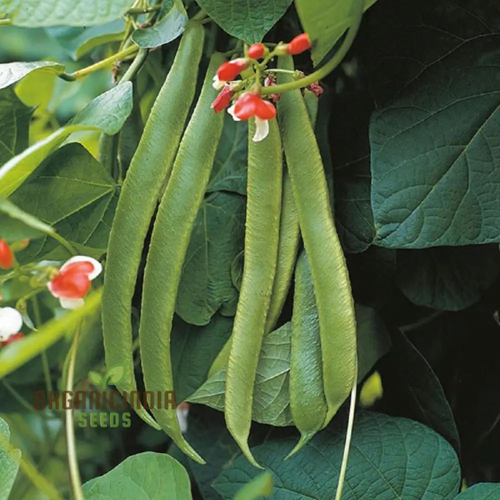 Mature Painted Lady Runner Bean Plant from Seeds, Climbing Vine with Colorful Pods