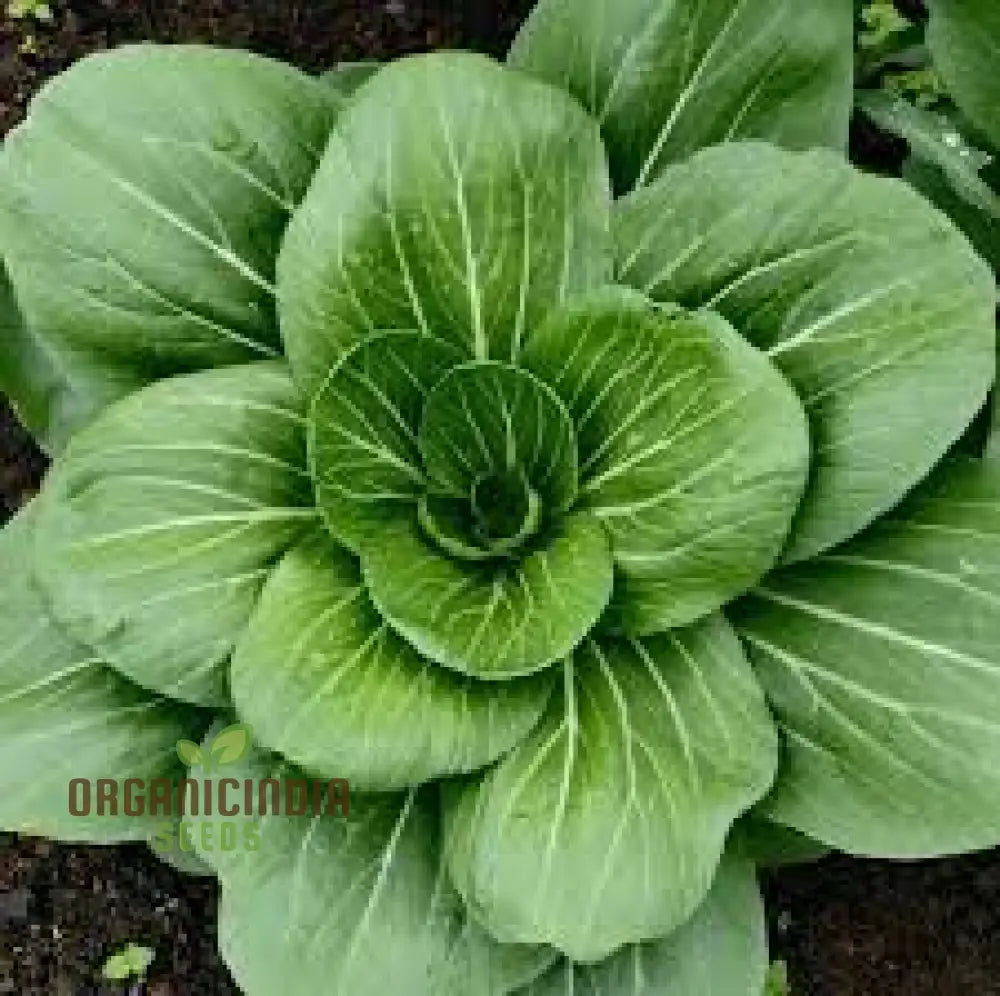 Mature Pak Choi Da Cheong Chae F1 Plant from Seeds, Crisp Leafy Greens