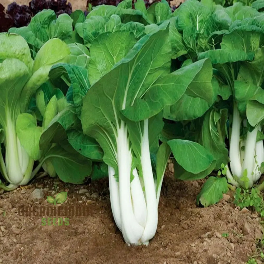 Organic White Pak Choi Plant Growing in Container, Home Garden Greens