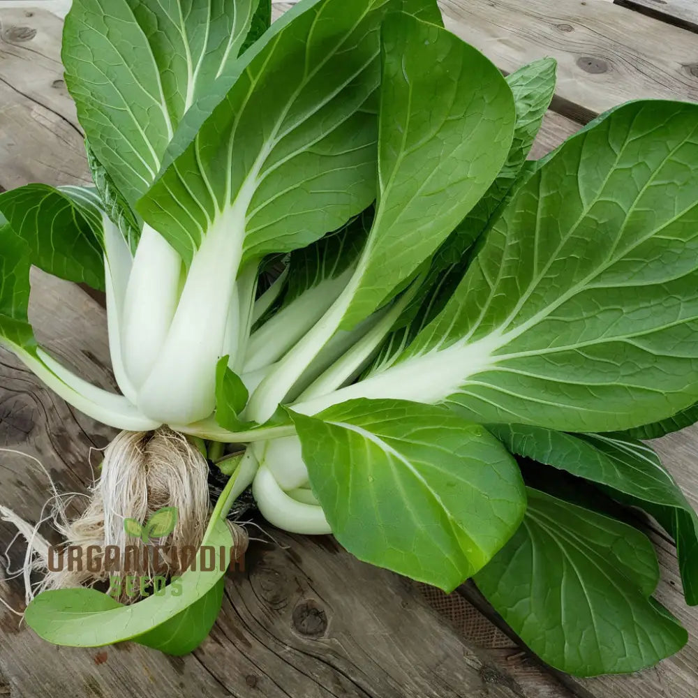 Organic White Pak Choi Growing in Garden Bed, Cool Season Greens