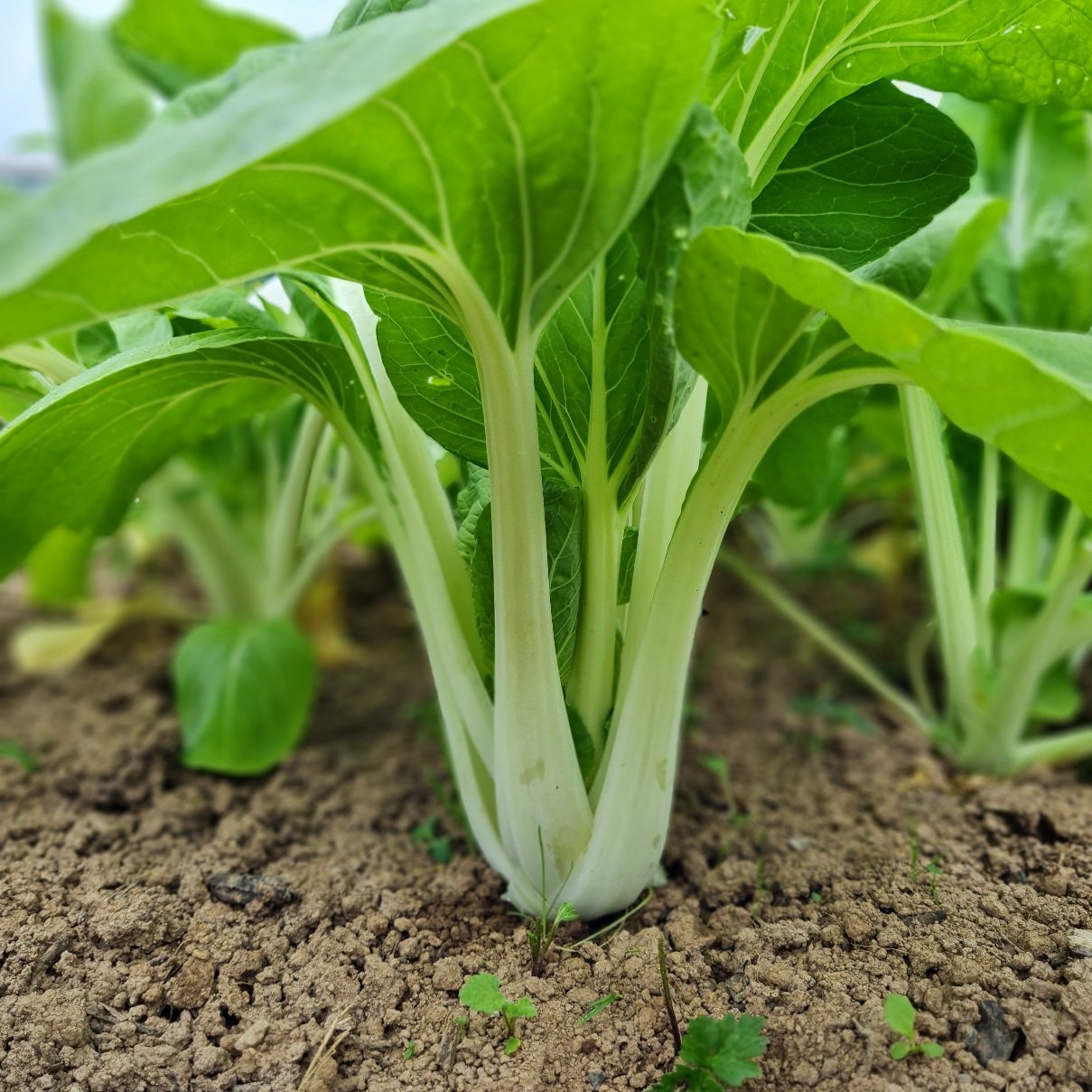 Close-Up of Organic White Pak Choi Leaves and Stalks