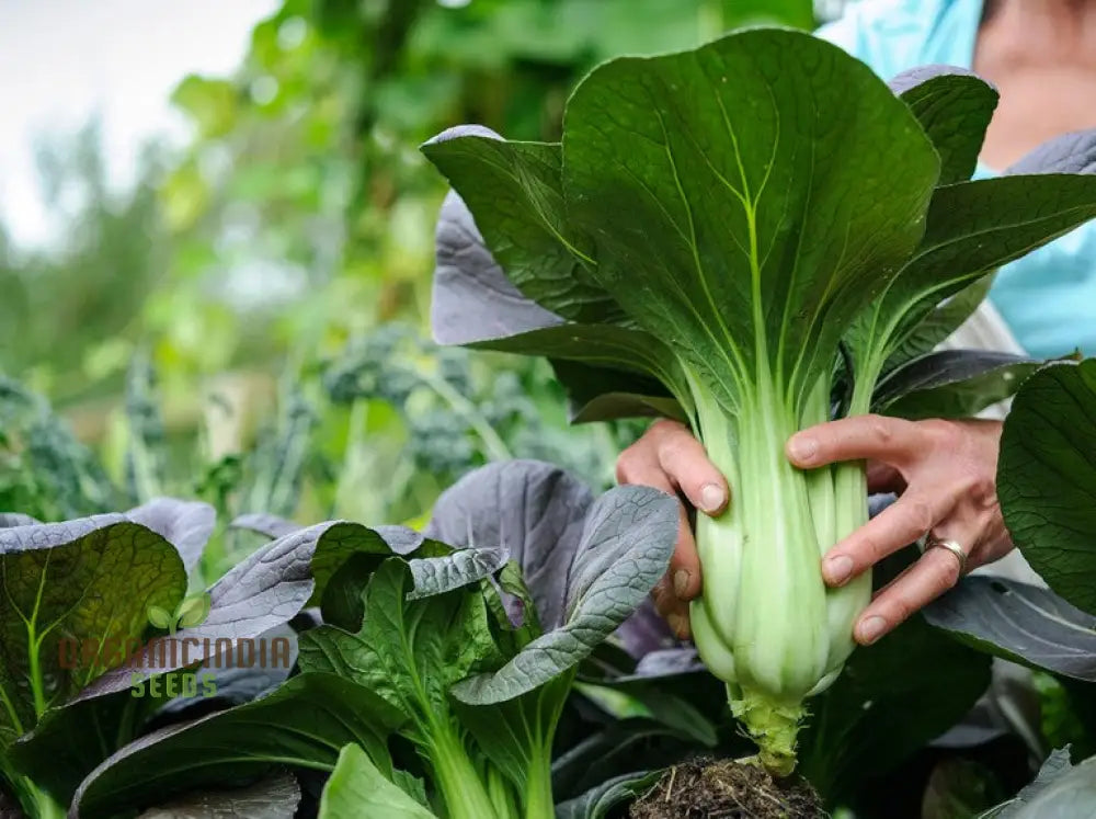 Mature Organic White Pak Choi Plant with Crisp White Stalks
