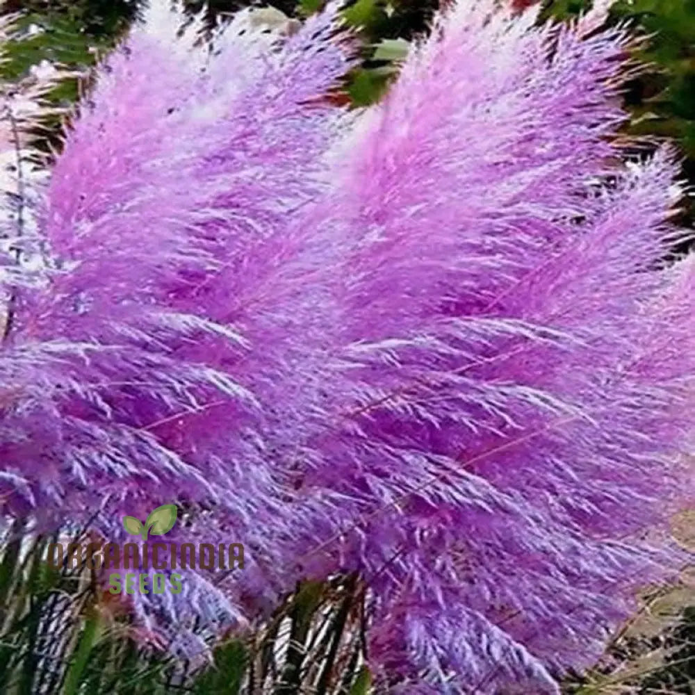 High-quality Pampas Grass seeds