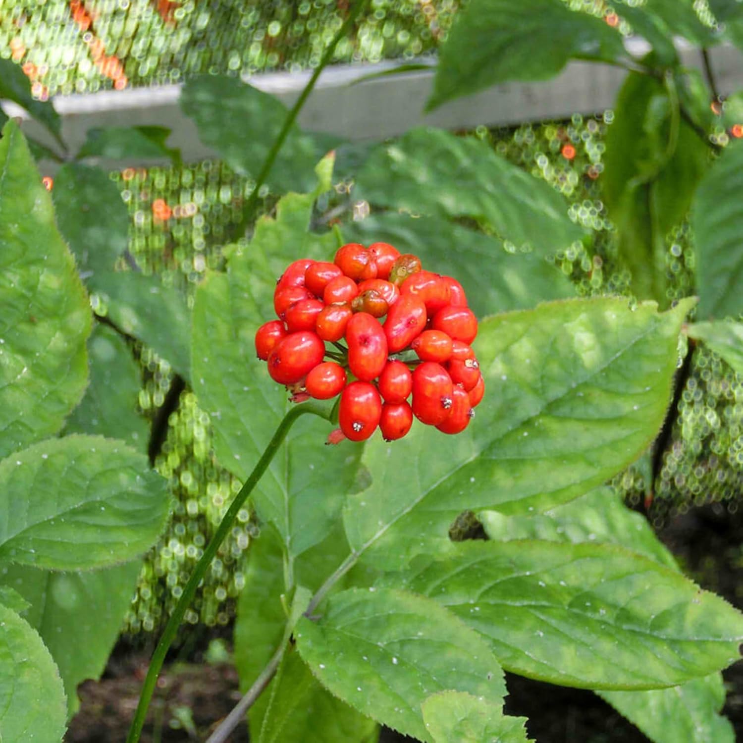 Panax Ginseng Seeds for Outdoor Border Planting