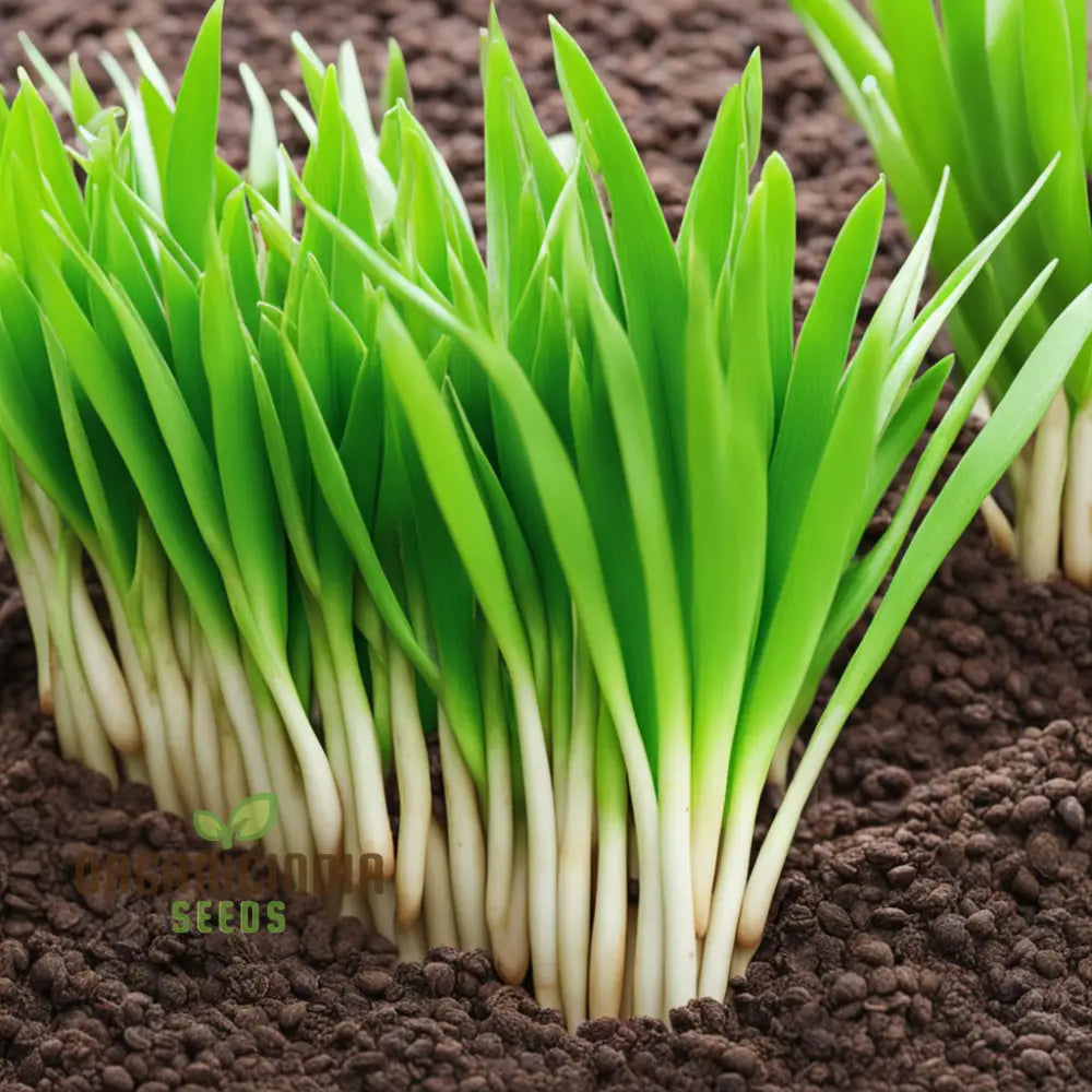 Pandan Plant Seeds Pandanus amaryllifolius for Planting