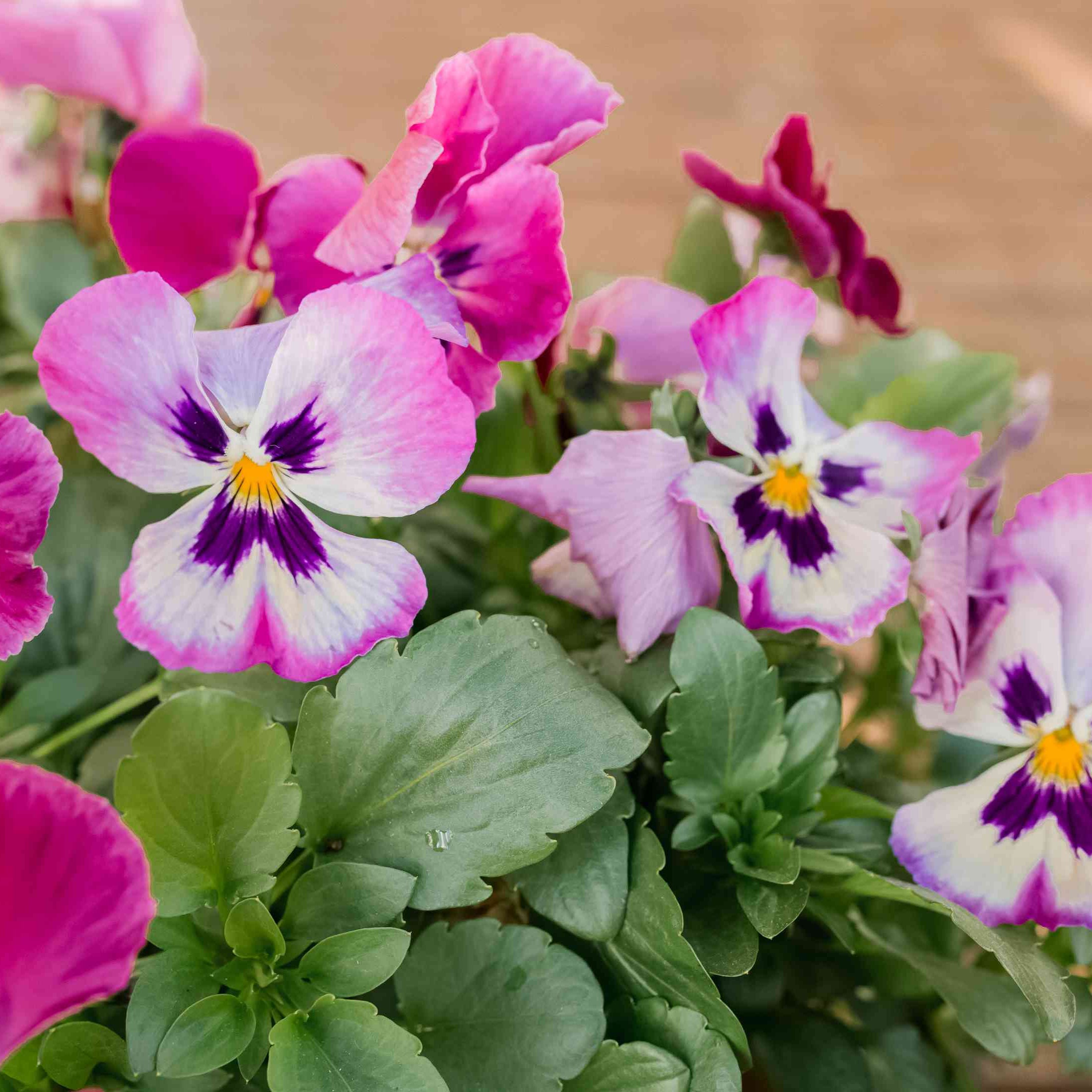Semi di fiore di viola rosa e bianca, eleganti fioriture bicolore, non OGM
