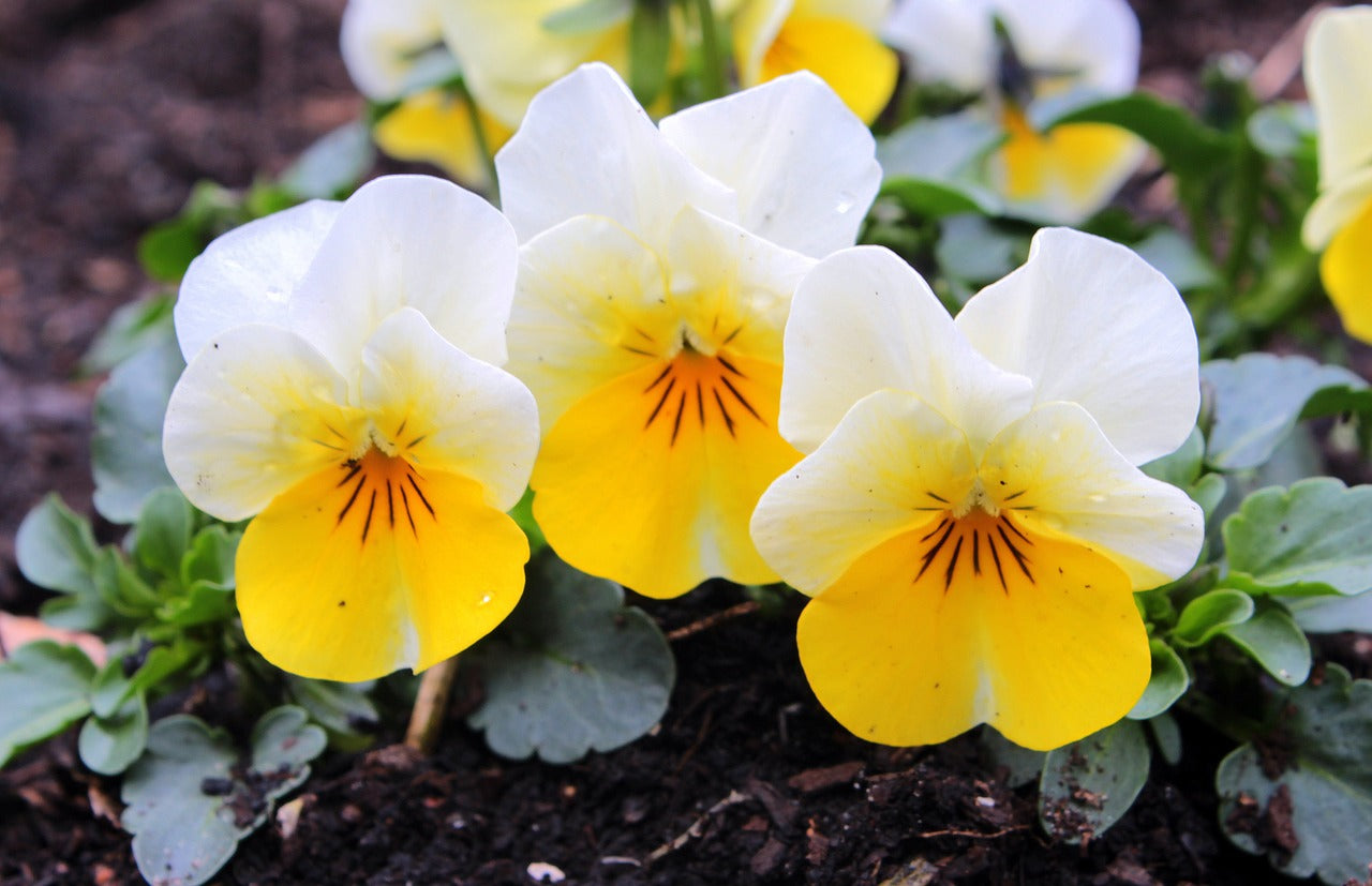 Yellow & White Pansy Flower Seeds ,Bright Bi-Color Blooms, Non-GMO