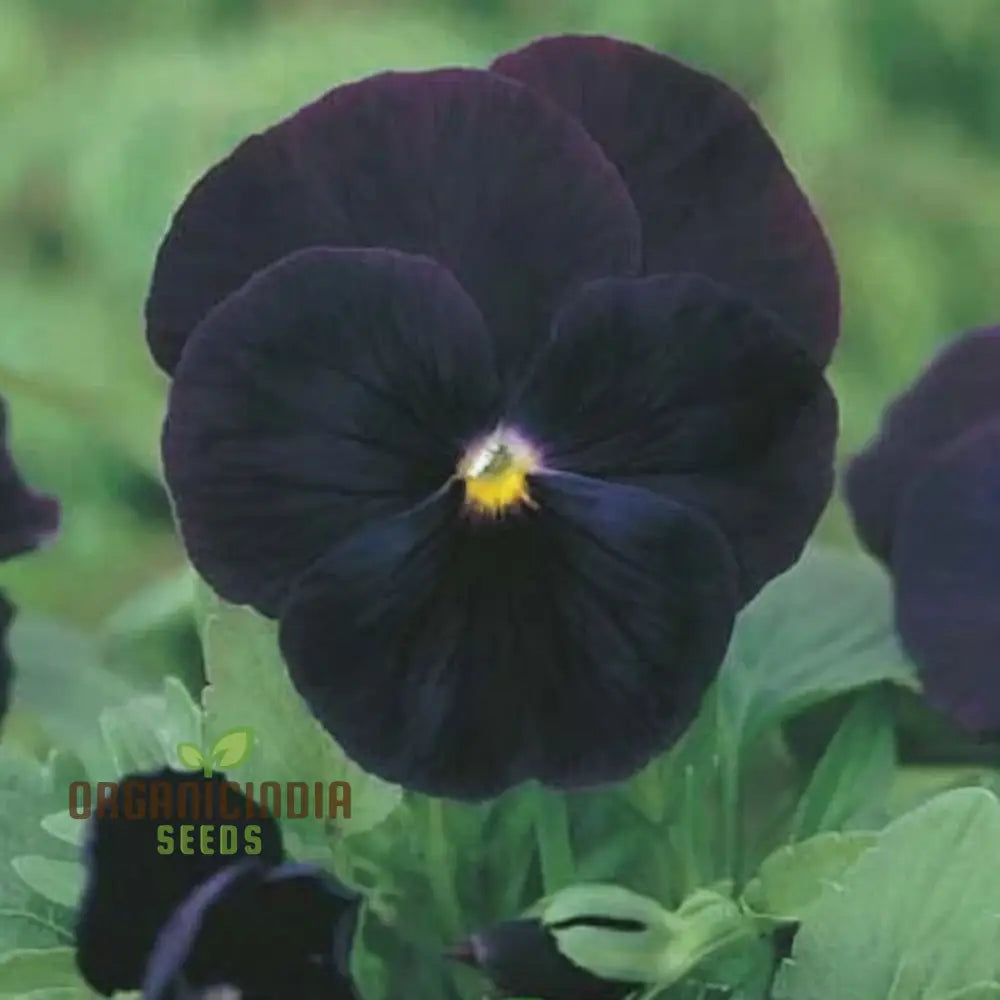 Black Pansy Seeds for Landscaping and Ornamental Gardening
