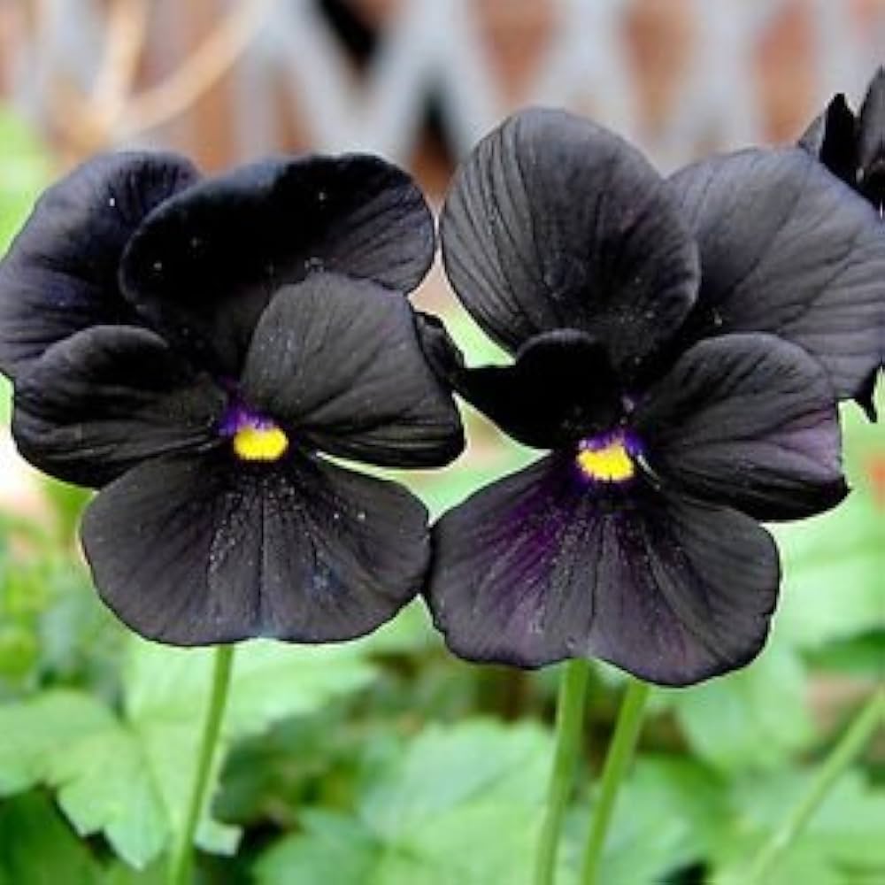 Non-GMO Black Pansy Seeds Producing Deep Dark Blooms
