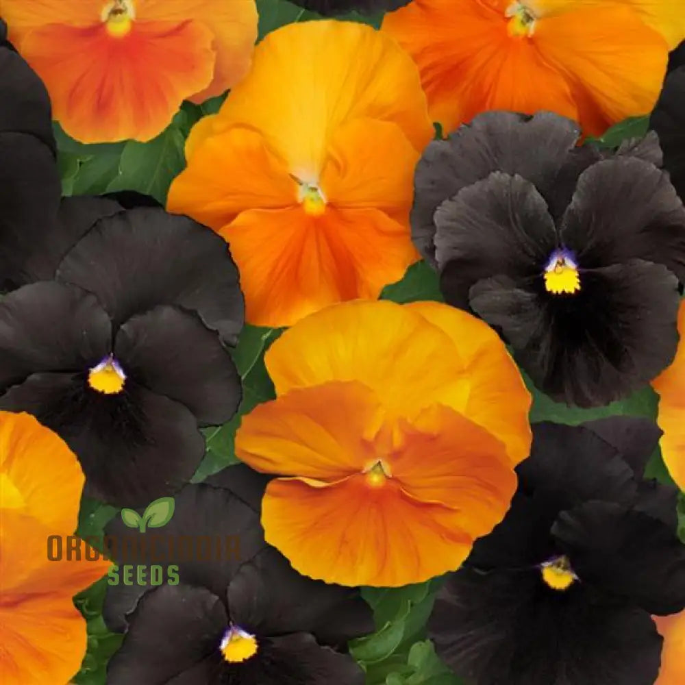 Halloween Black & Frizzle Sizzle Orange Pansy seeds for planting