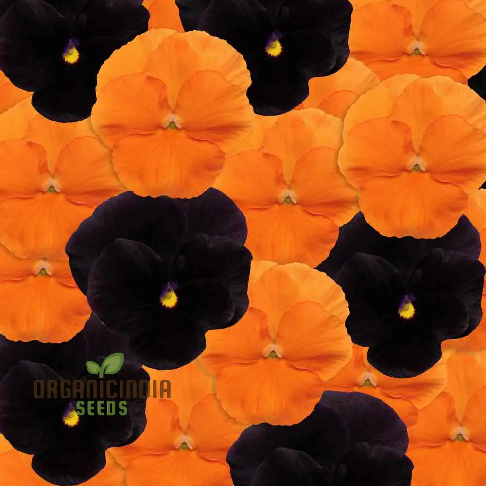 Mature Halloween Black & Frizzle Sizzle Orange Pansy plant grown from seeds