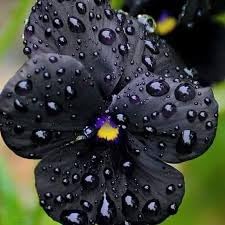 Black Variety Pansy Seeds for Cool Season Flower Planting