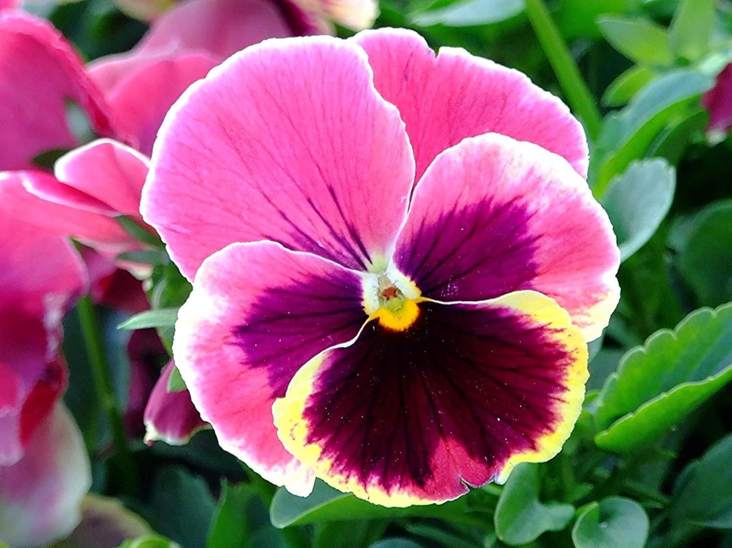 Pink Pansy Flower Seeds with Delicate Pastel Petals