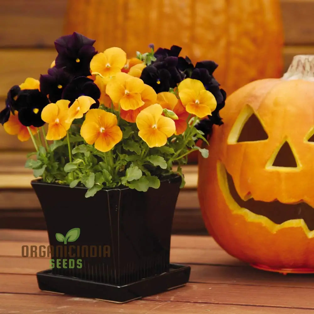 Halloween Black & Frizzle Sizzle Orange Pansy seeds grown in pot for container gardening