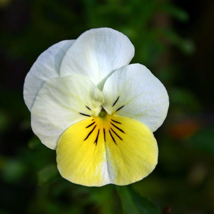 Yellow & White Pansy Flower Seeds ,Bright Bi-Color Blooms, Non-GMO