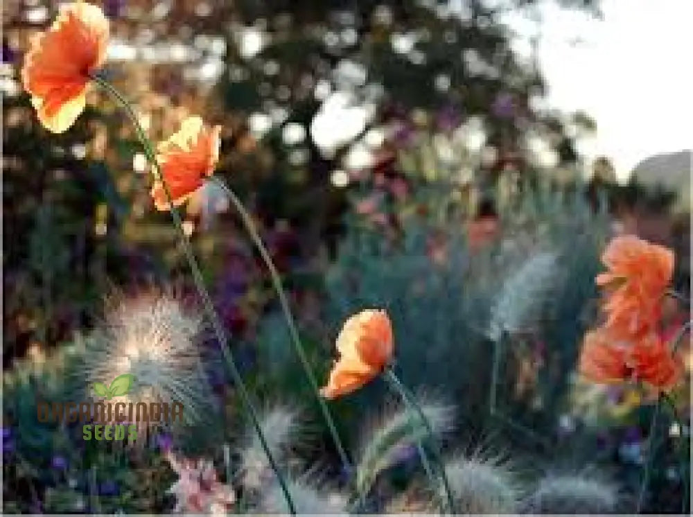 Papaver Rupifragum ’Orange Feathers’ Seeds For Vibrant Gardening Enthusiasts | Premium Papaver