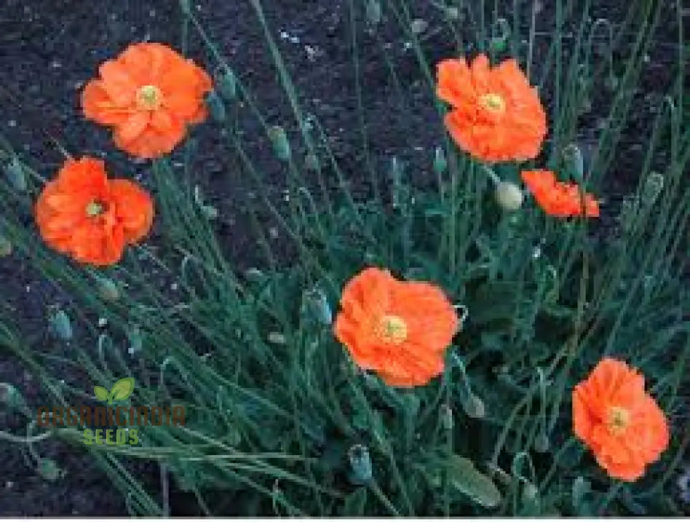 Papaver Rupifragum ’Orange Feathers’ Seeds For Vibrant Gardening Enthusiasts | Premium Papaver