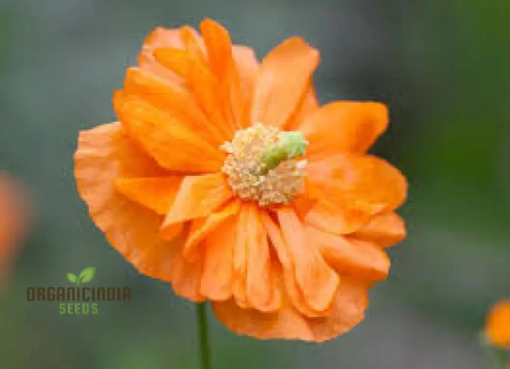 Papaver Rupifragum ’Orange Feathers’ Seeds For Vibrant Gardening Enthusiasts | Premium Papaver