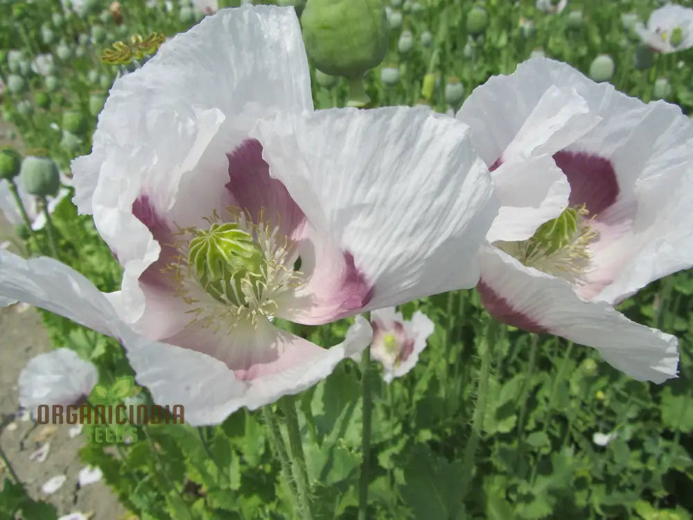 Papaver Somniferum ’Maanzaad’ Seeds - Premium Dutch Poppy For Beautiful Garden Blooms And Seed