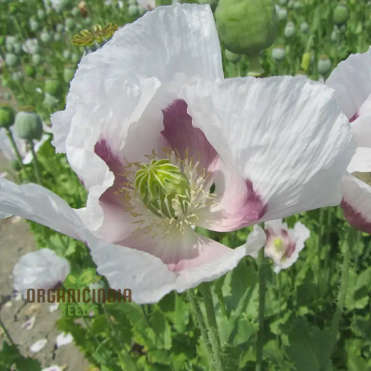 Maanzaad poppy seeds for planting in home gardens