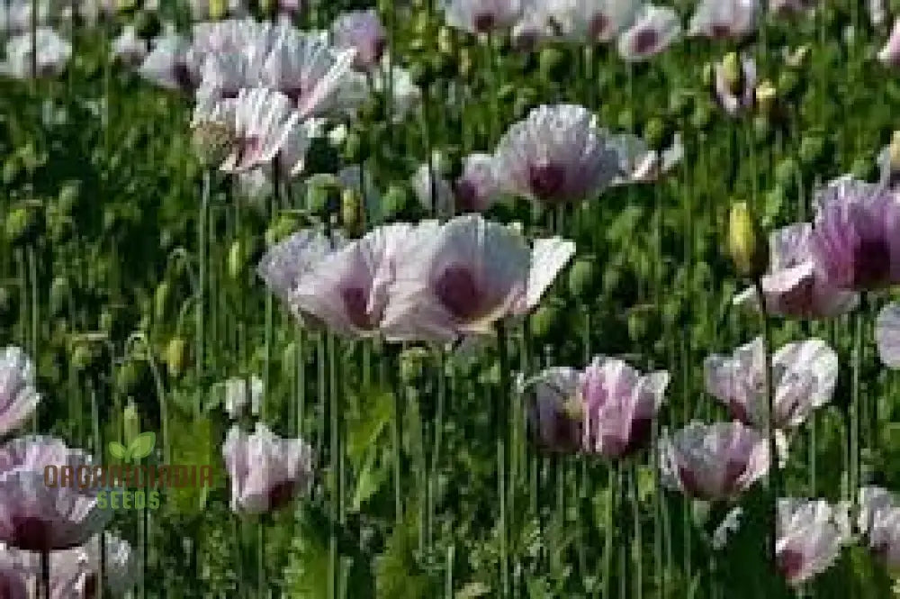 Papaver Somniferum ’Maanzaad’ Seeds - Premium Dutch Poppy For Beautiful Garden Blooms And Seed