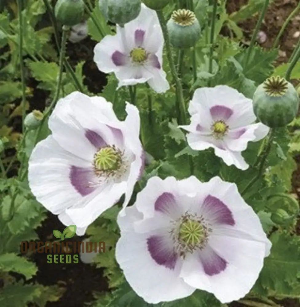 Papaver Somniferum ’Maanzaad’ Seeds - Premium Dutch Poppy For Beautiful Garden Blooms And Seed