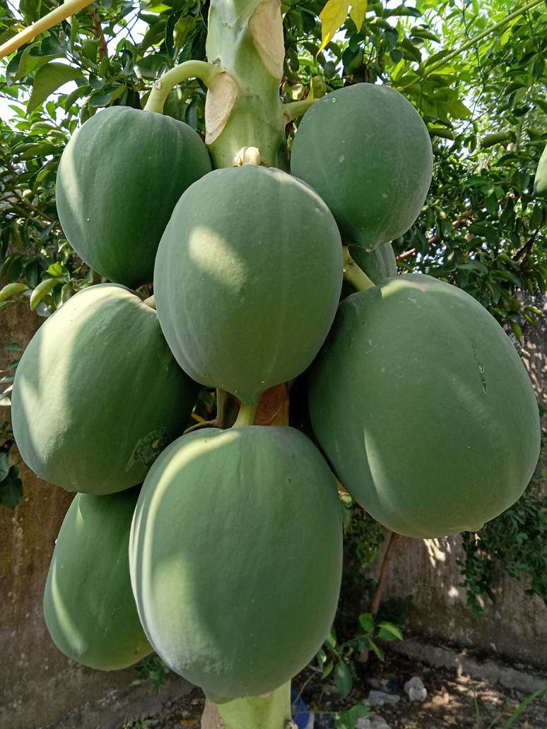 Organic Papaya Seeds for Home Garden and Balcony Planting