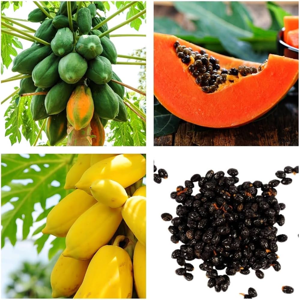 Papaya seeds for planting tropical sweet fruit trees