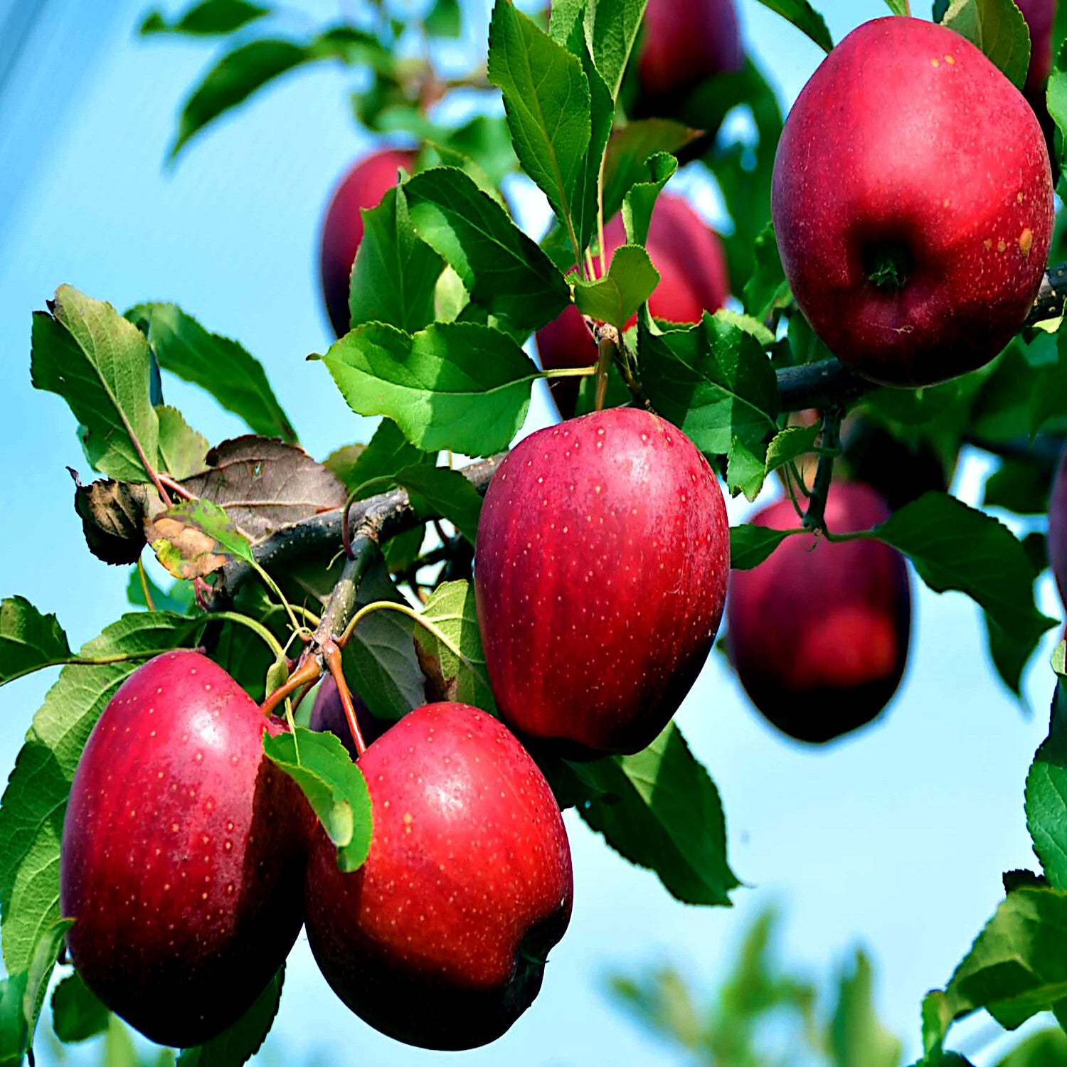 Non-GMO Paradise Apple Seeds for Home Gardens and Orchards