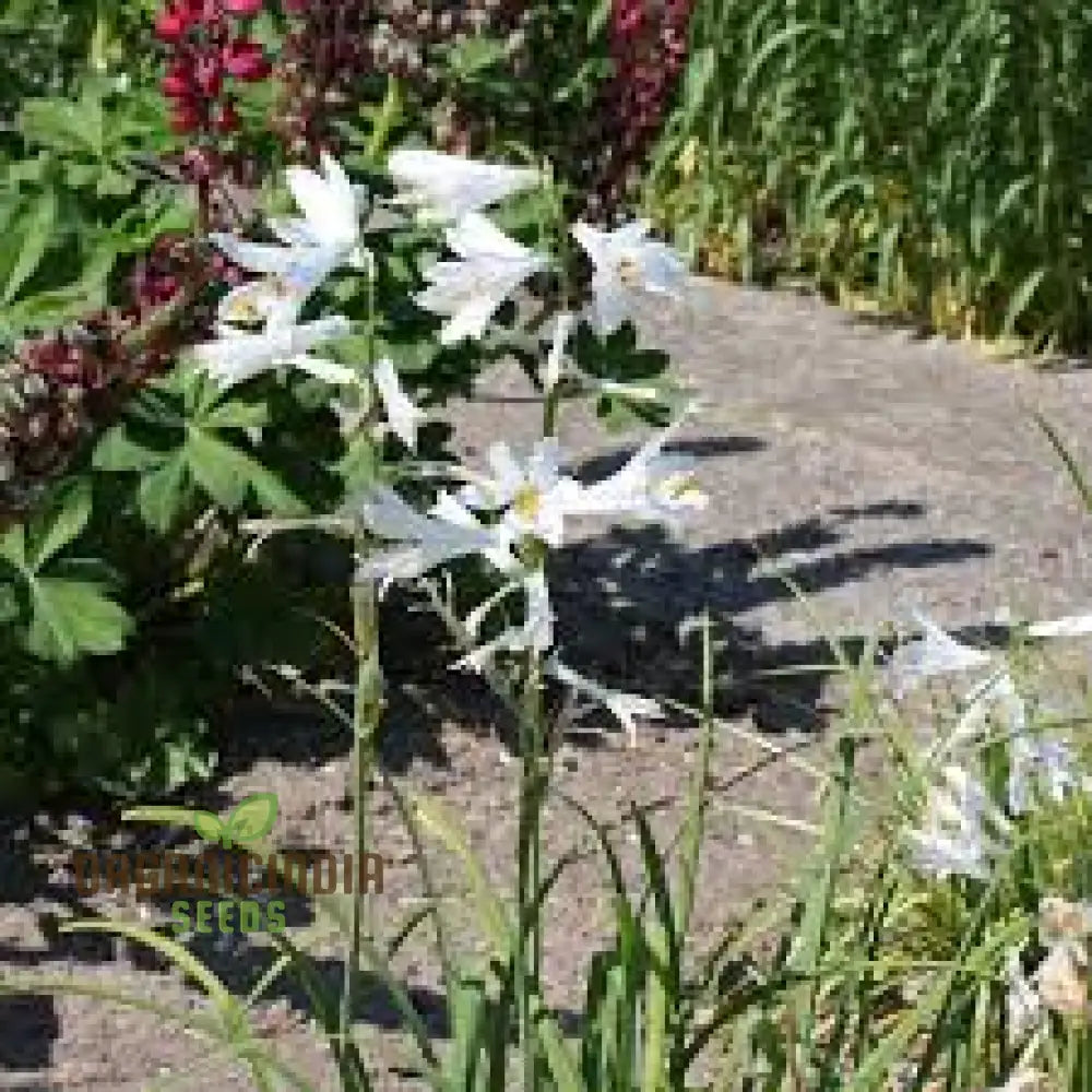 Paradisea Lusitanica Seeds For Gardening Enthusiasts – Rare Exotic Blooms To Elevate Your Garden