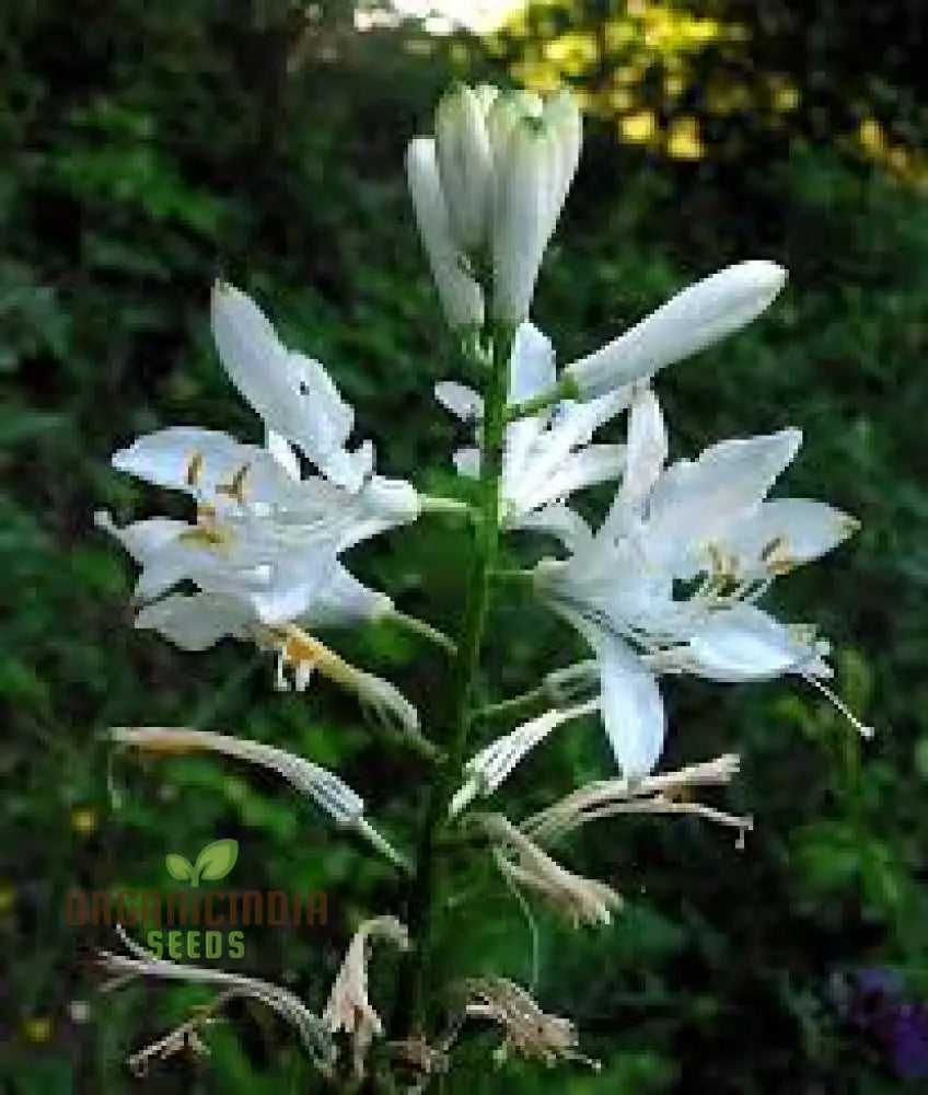 Paradisea Lusitanica Seeds For Gardening Enthusiasts – Rare Exotic Blooms To Elevate Your Garden