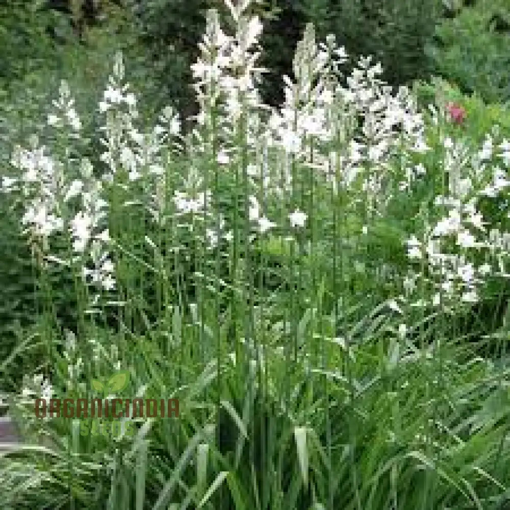 Paradisea Lusitanica Seeds For Gardening Enthusiasts – Rare Exotic Blooms To Elevate Your Garden