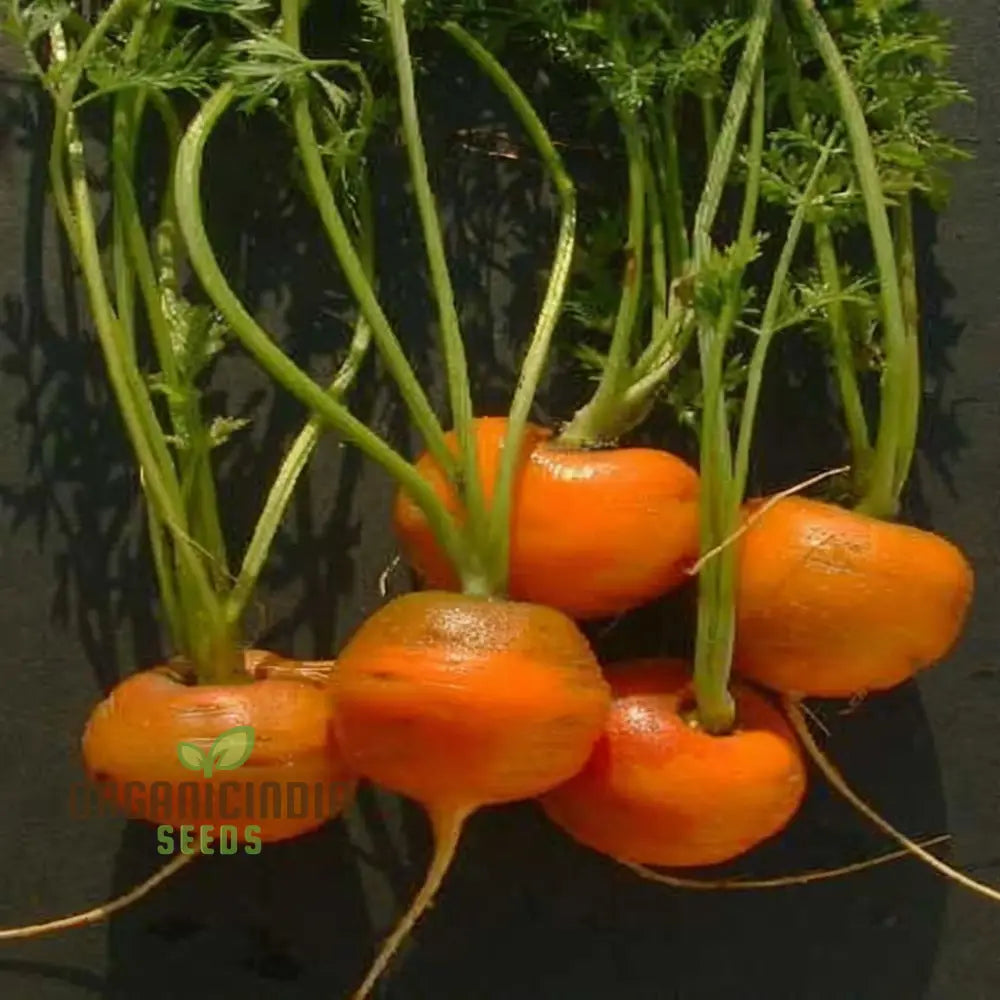 Harvested Paris Carrots from Seeds, Sweet and Flavorful Homegrown Roots