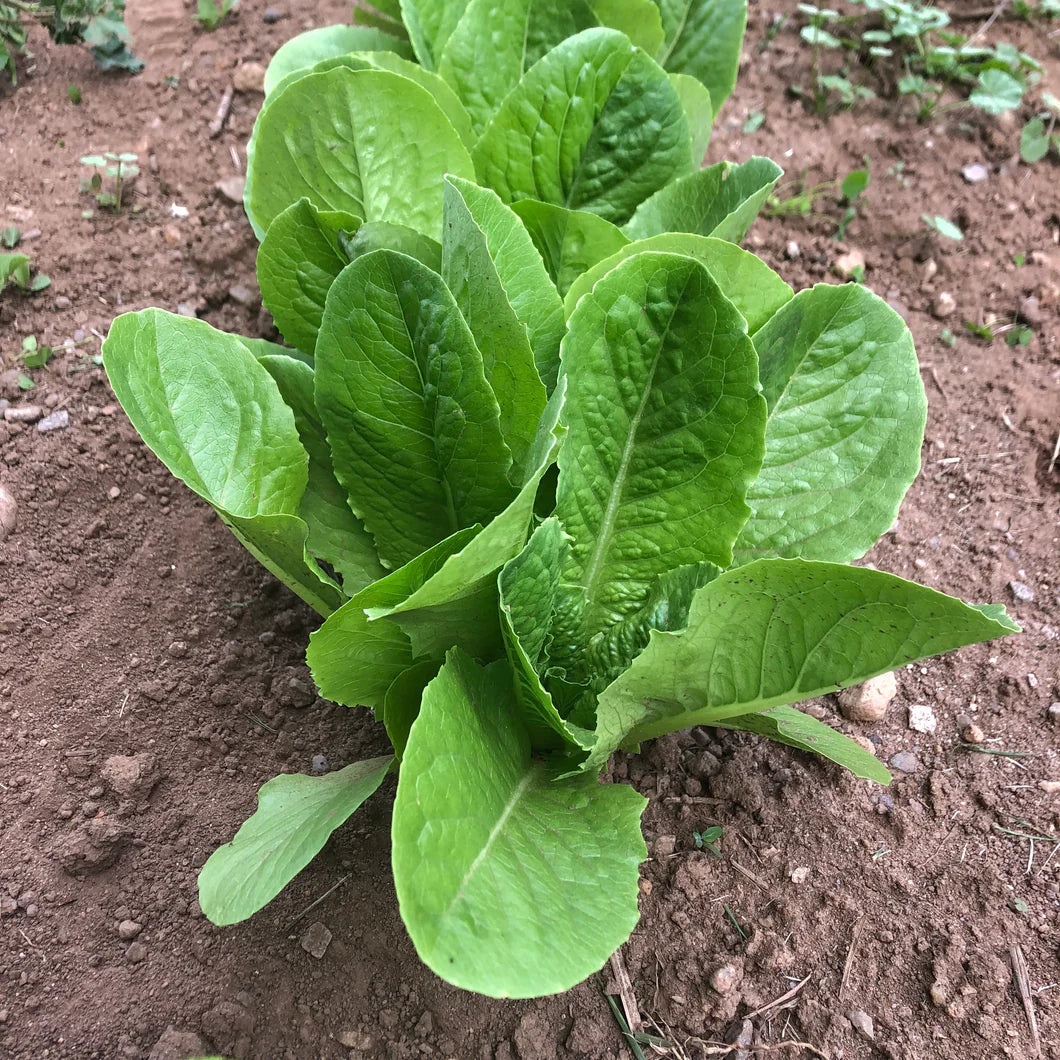 Mature Paris Island Cos Lettuce Plant from Seeds, Crisp Leaf Greens