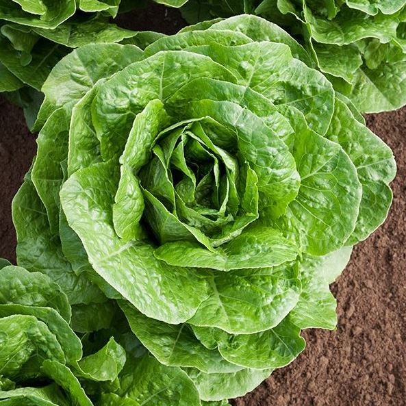 Paris Island Cos Lettuce Seedling from Seeds, Easy-to-Grow Garden Lettuce