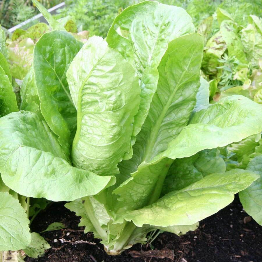Paris Island Cos Lettuce Seeds for Home Gardens, Heirloom Leaf Greens