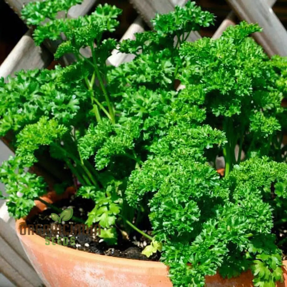 Parsley Seedlings Growing in Pot for Indoor Gardening
