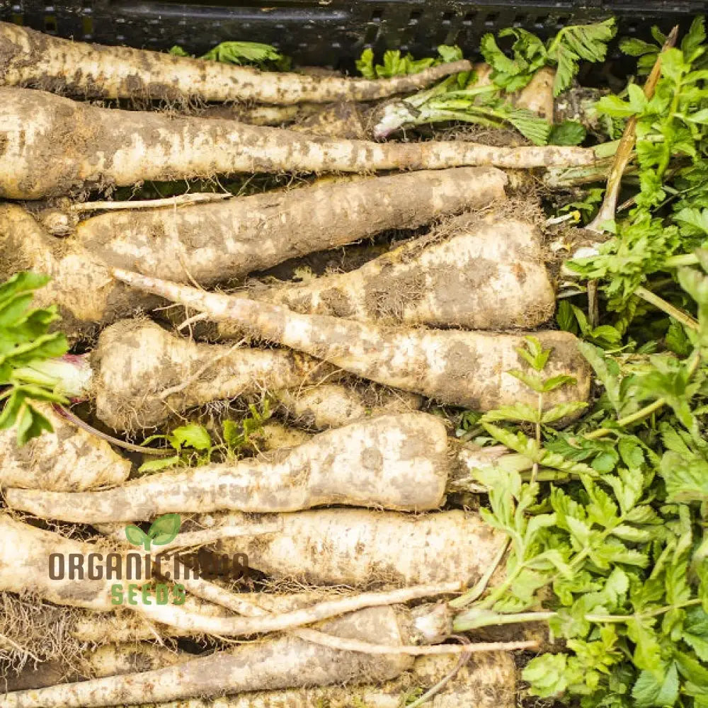 Student Parsnip Root Growth, Smooth Long Parsnip Roots