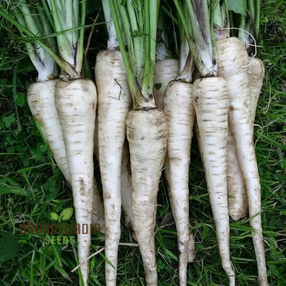 Harvested Tender and True Parsnips from Seeds, Sweet and Flavorful Roots