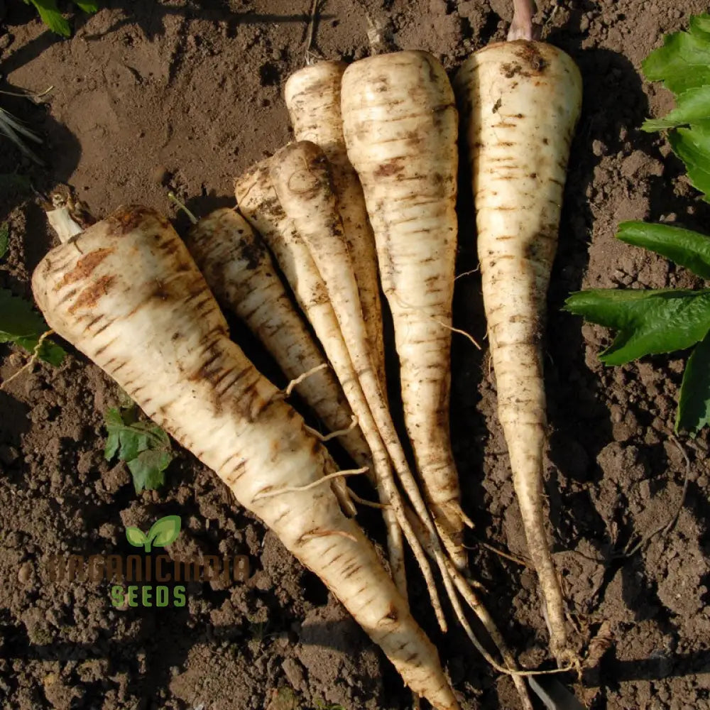 Parsnip White Spear Vegetable Seeds Cultivate Flavorful And Hardy Parsnips With Expert Planting