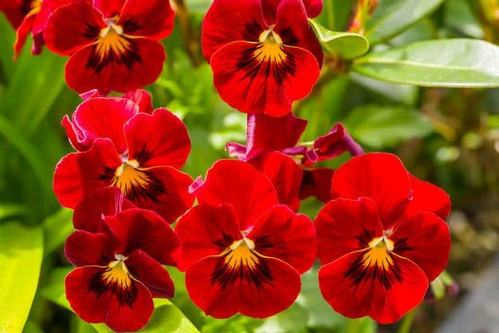 Semi di fiore Viola rossa, fioriture audaci e vibranti, facili da coltivare, non OGM