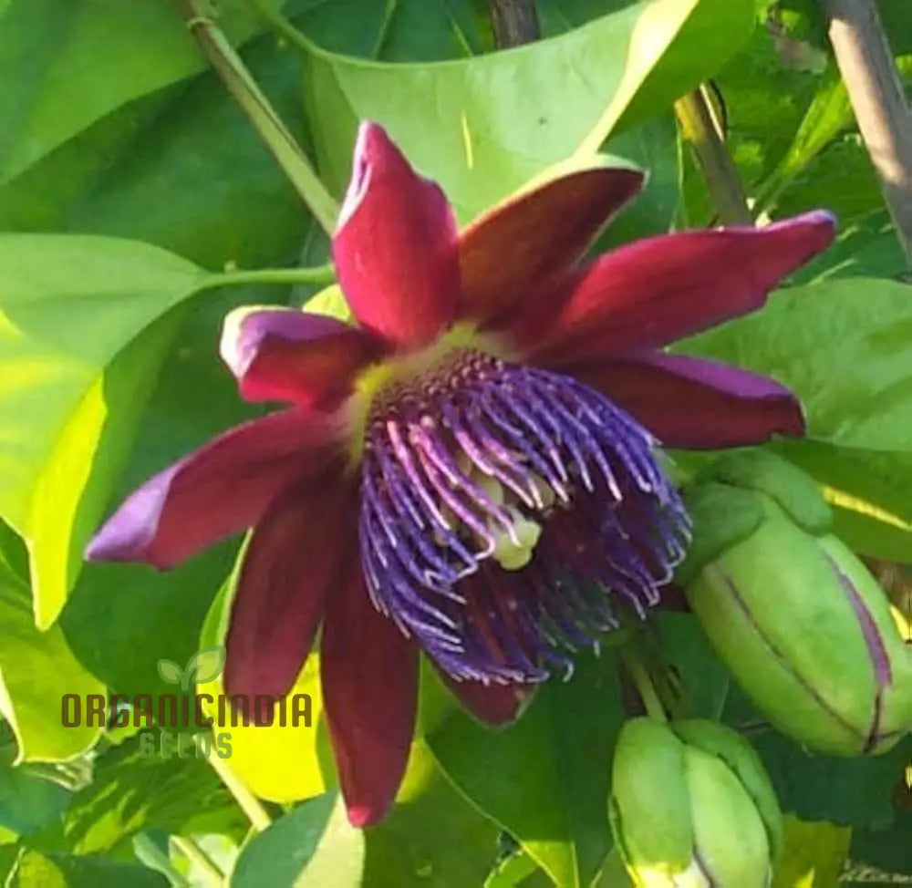 Pasiflora Rosso Granadilla seeds fragrant red passion flowers