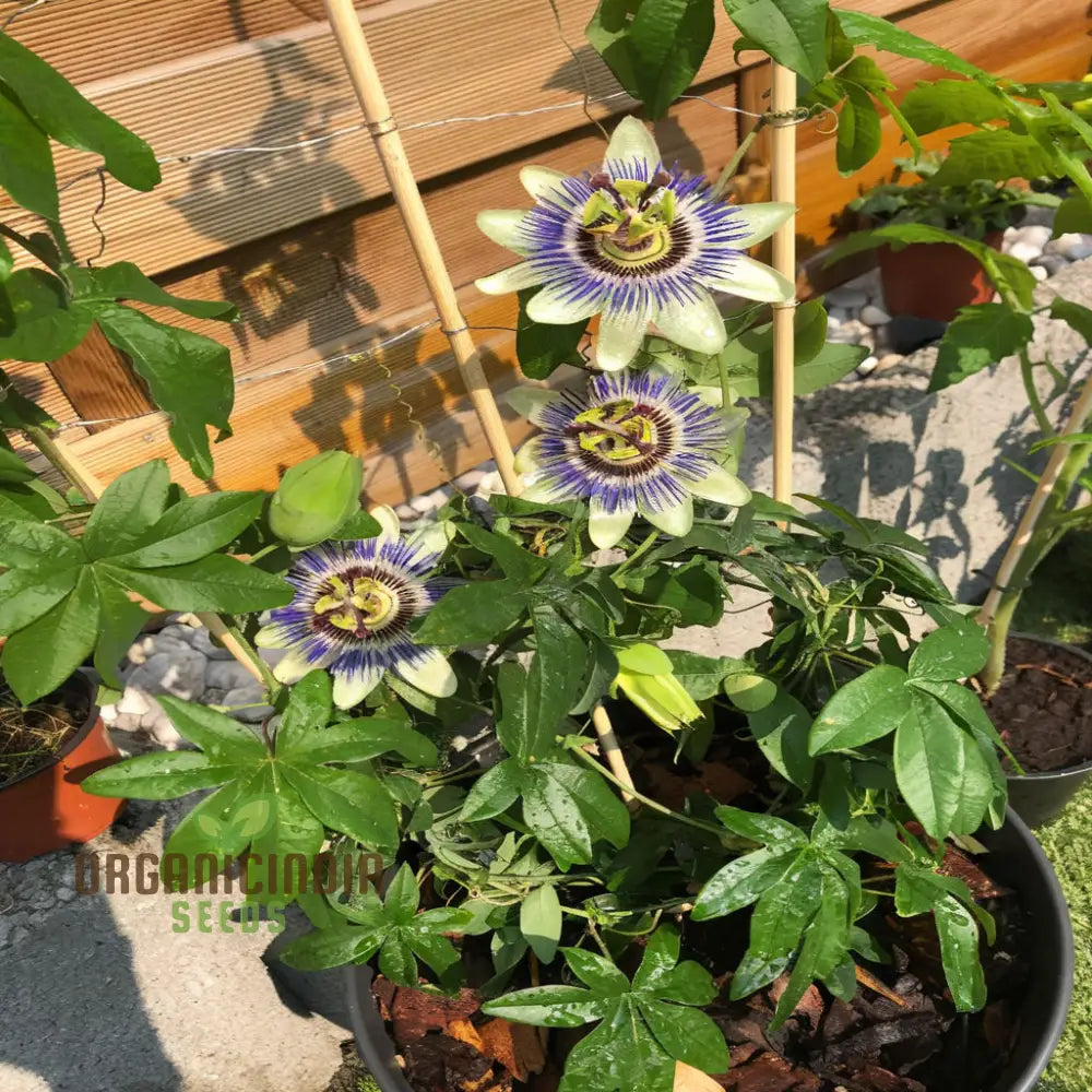Passion Flower Vine Seeds for Trellises and Vertical Gardening