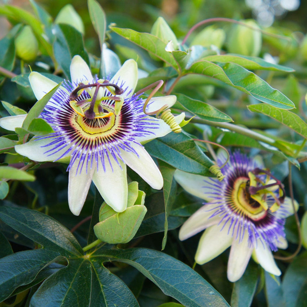 Passionflower vine growing from Non-GMO seeds