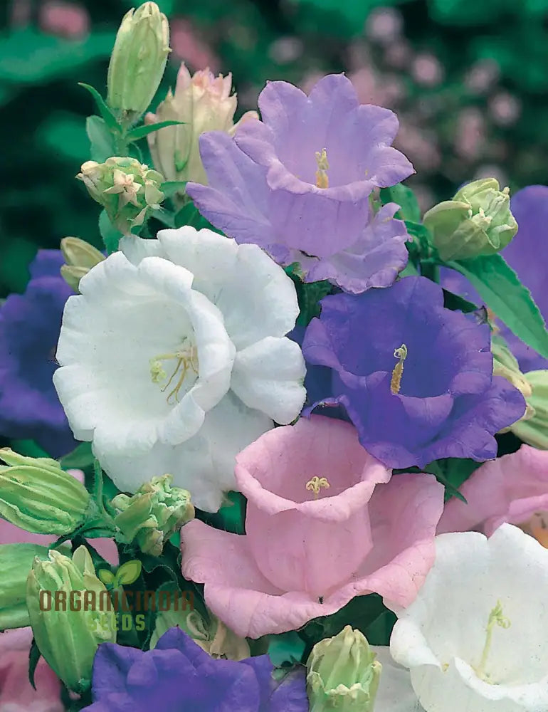 Pastel Canterbury Bells seeds tall cottage garden blooms
