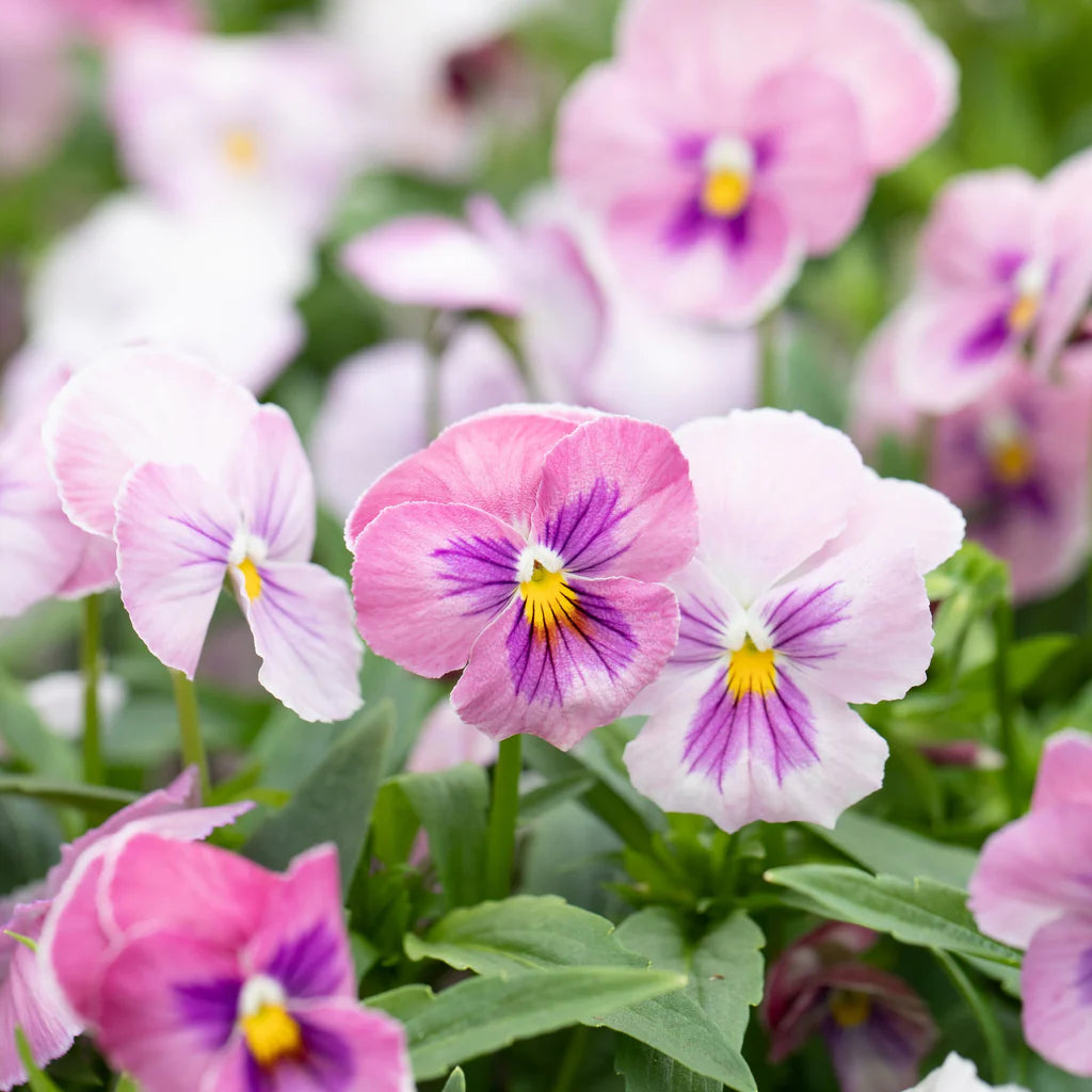 Pastel Pink Pansy Seeds for Easy Flowering Garden Plants