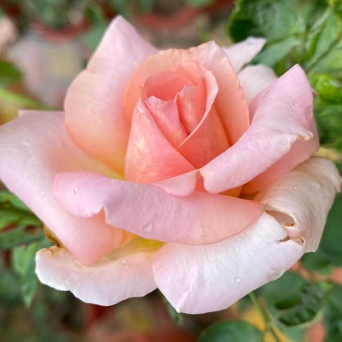 Pastel Peach Rose Seeds for Home Gardening