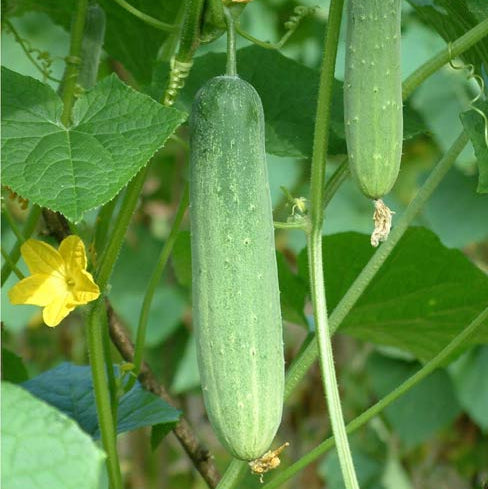 Patio Snacker Cucumber Seeds for Planting, Compact High-Yield Variety for Containers