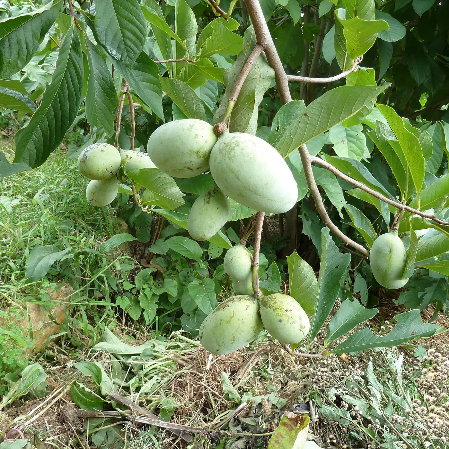 Pawpaw Seedlings Growing from Asimina triloba Seeds